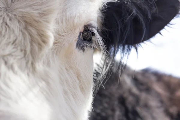 Galloway Cow — Stock Photo, Image