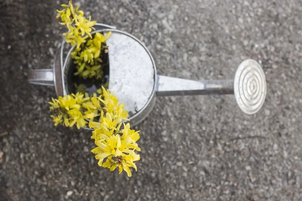 Forsythia bloemen gieter — Stockfoto