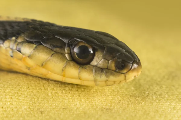 Serpente giarrettiera orientale — Foto Stock