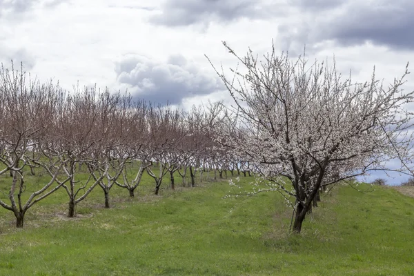 Apple Фруктовий сад весна — стокове фото