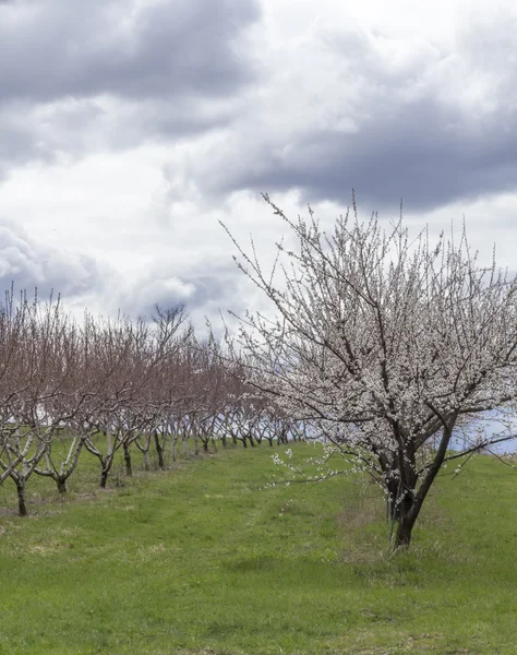 Elma meyve bahçesi bahar — Stok fotoğraf