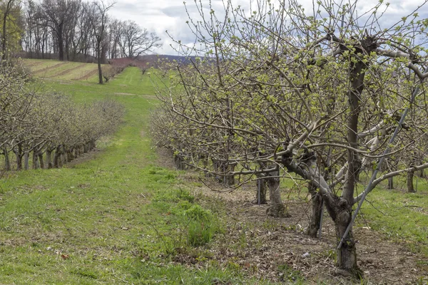 Pomar de maçã primavera — Fotografia de Stock