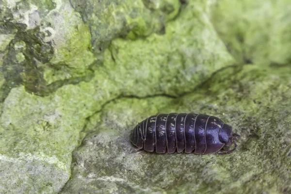 Armadillidiidae Pill Bug — Stock Photo, Image