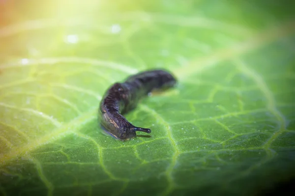 Gemensam trädgård Slug — Stockfoto