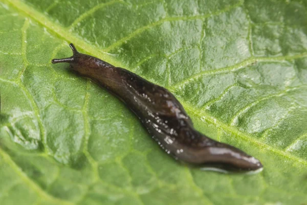Slug de jardín común —  Fotos de Stock