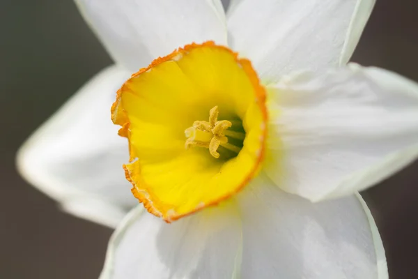 Sárga fehér Daffodil — Stock Fotó