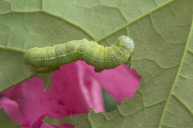 Yeşil meşe Caterpillar