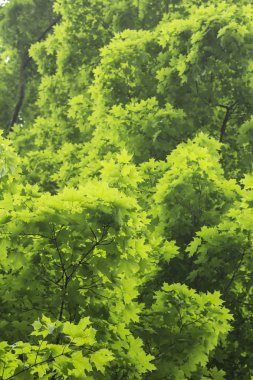 Yeşil akçaağaç ağaç yaprakları