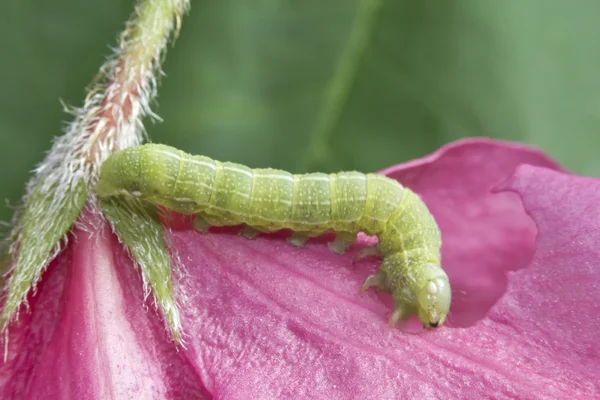 Zöld tölgy Caterpillar — Stock Fotó