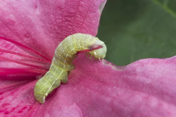 Yeşil meşe Caterpillar — Stok fotoğraf