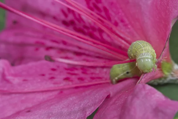 Grön ek Caterpillar — Stockfoto