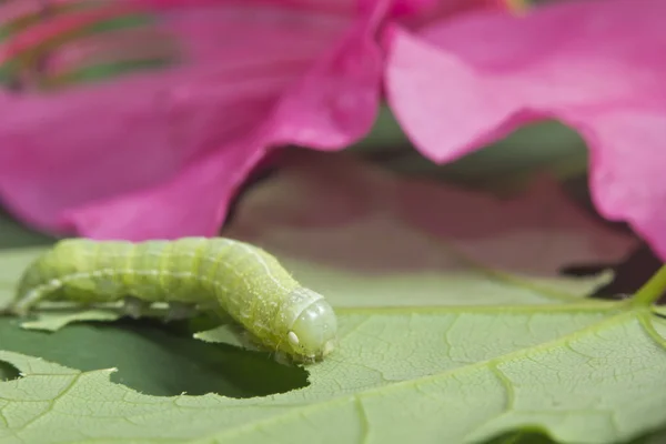 Zöld tölgy Caterpillar — Stock Fotó