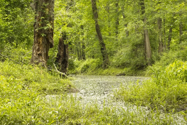 마법의 숲 늪 — 스톡 사진
