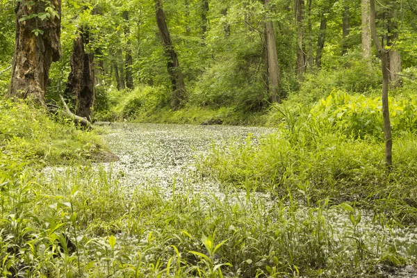 Чарівний ліс болото — стокове фото