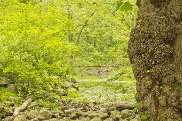 Bosque mágico pantano —  Fotos de Stock