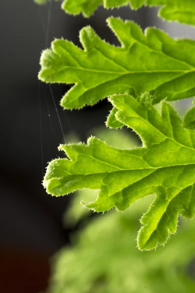 Citronela rostlina — Stock fotografie