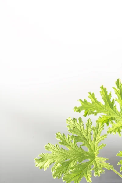 Planta de Citronella —  Fotos de Stock