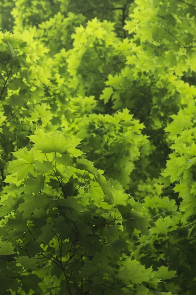 Folhas de ácer verde — Fotografia de Stock