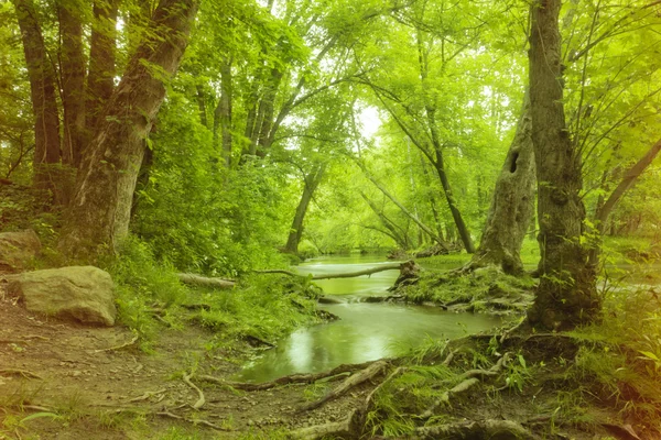 魔法の森の沼 — ストック写真