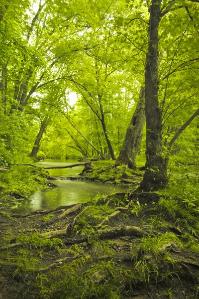 Mágikus erdő mocsári — Stock Fotó