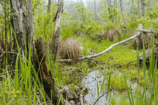 Foggy Swamp — Stock Photo, Image