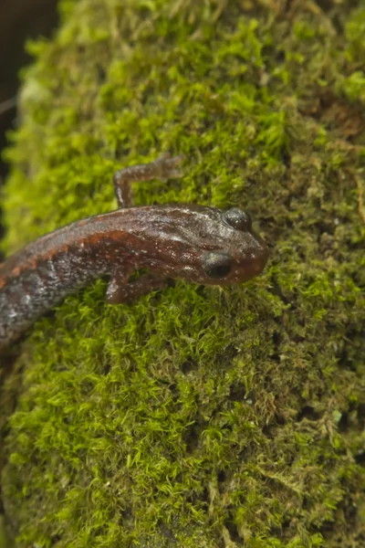 Salamandra de espalda roja —  Fotos de Stock