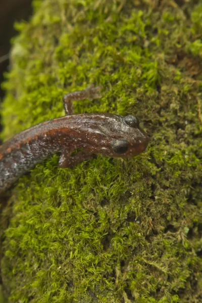 Rode terug Salamander — Stockfoto