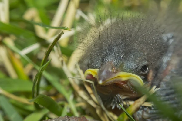 Moineau éclosion — Photo