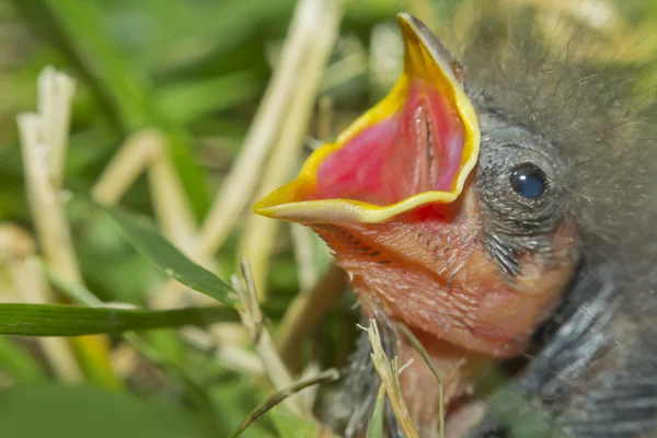 Moineau éclosion — Photo