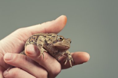 Holding Toad
