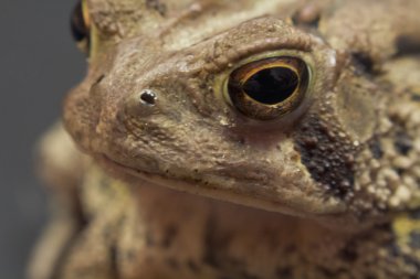 Doğu Amerikan kurbağa