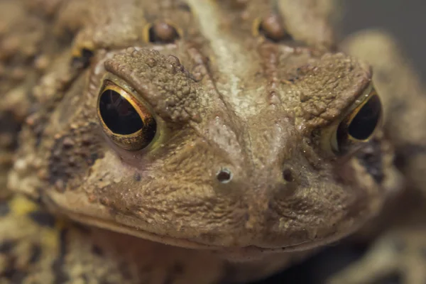 Восточно-Американская жаба — стоковое фото