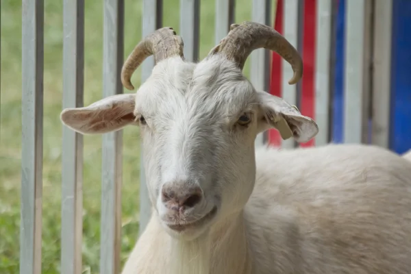 Hörner erwachsene Ziege — Stockfoto