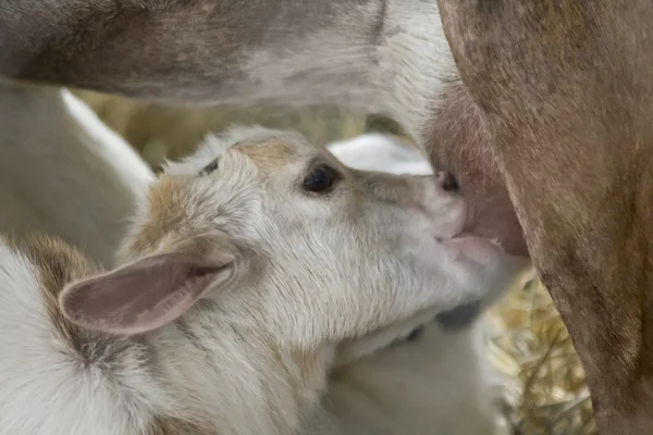 Bebek keçi besleme — Stok fotoğraf