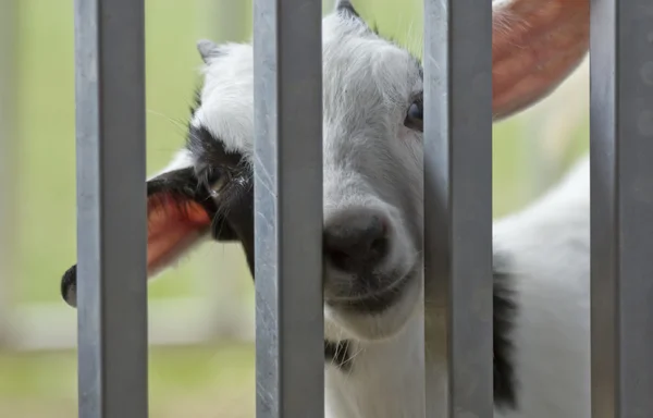 Noworodek Goat Kid — Zdjęcie stockowe