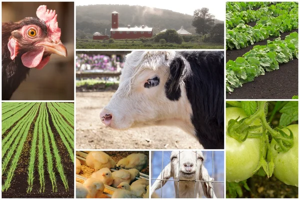 Collage de animales de granja — Foto de Stock