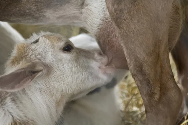 Nourrir bébé chèvre — Photo