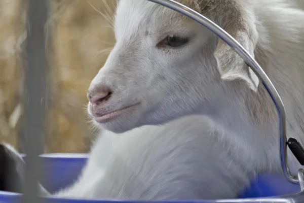 Bebé cabra niño — Foto de Stock