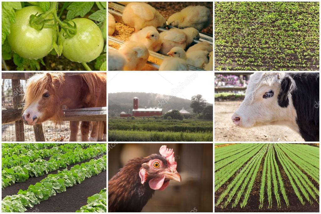 Farm Animal Collage Stock Photo by ©ezumeimages 79989200