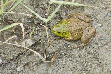 Bull Frog çamur