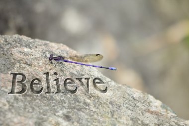 Purple Dragonfly Rock Believe clipart