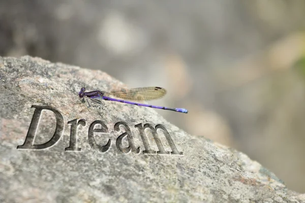 Violet dragonfly rock rêve — Photo