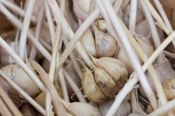 Garlic Stems Pasar Petani — Stok Foto