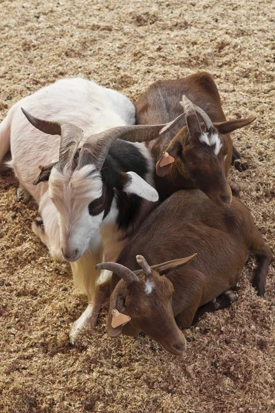 Três cabras a abraçar — Fotografia de Stock