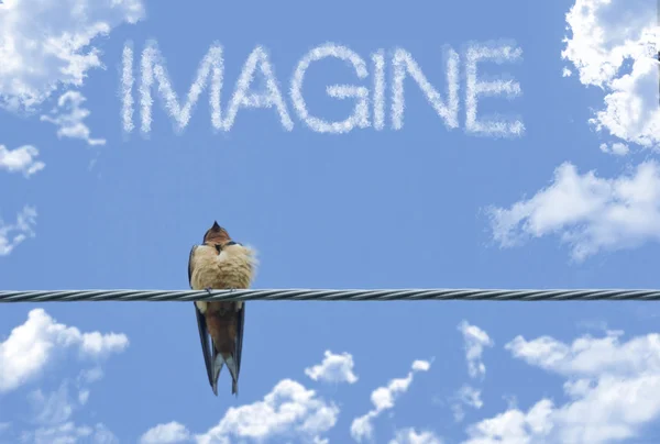 Imaginez un moineau inspirant — Photo