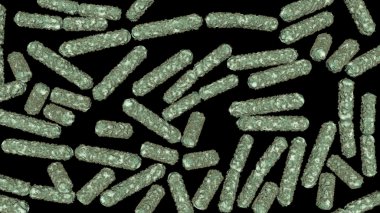 E.Coli bakteri hücreleri