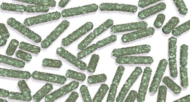 E.Coli bakteri hücreleri