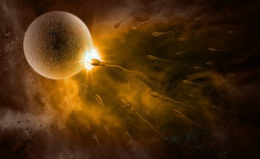 sperm ve yumurta