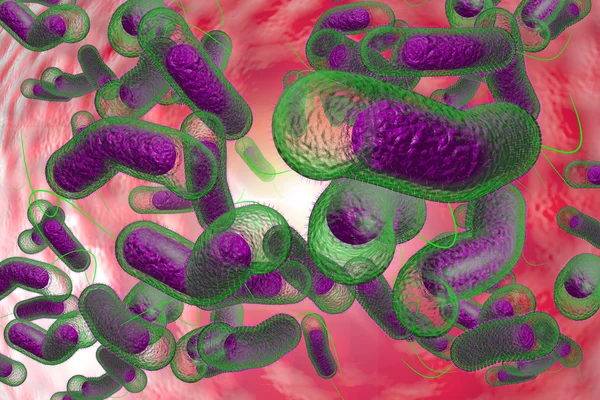 Cholera bacteriën — Stockfoto