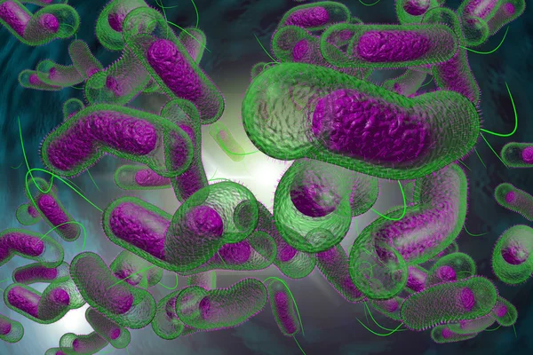 Cholera Bacteria — Stock Photo, Image